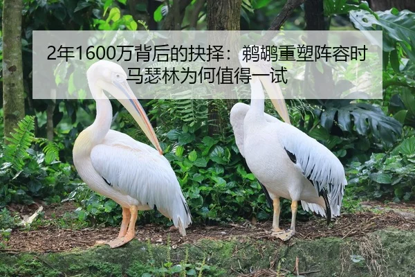 2年1600万背后的抉择:鹈鹕重塑阵容时马瑟林为何值得一试